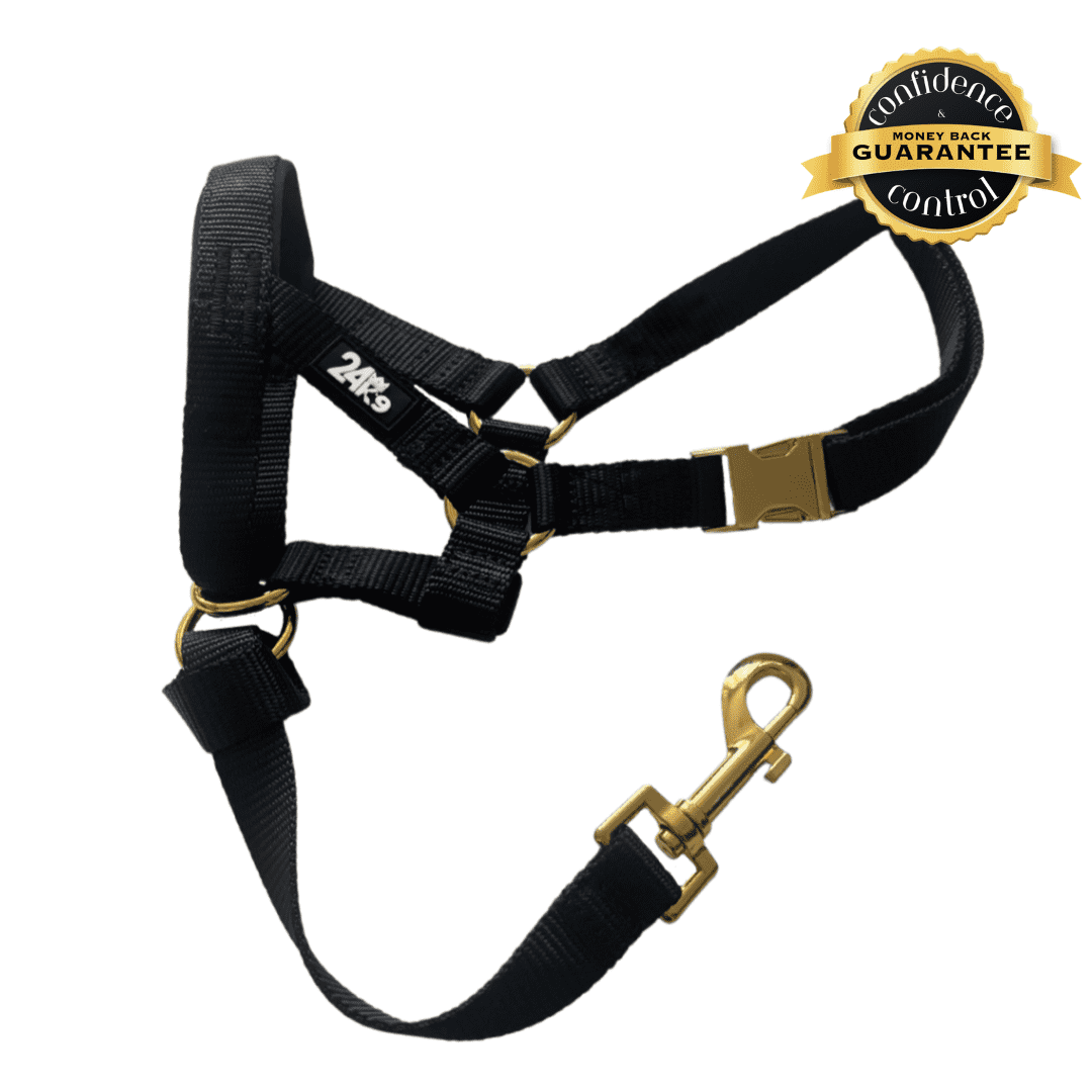 Dog Head Halter Training