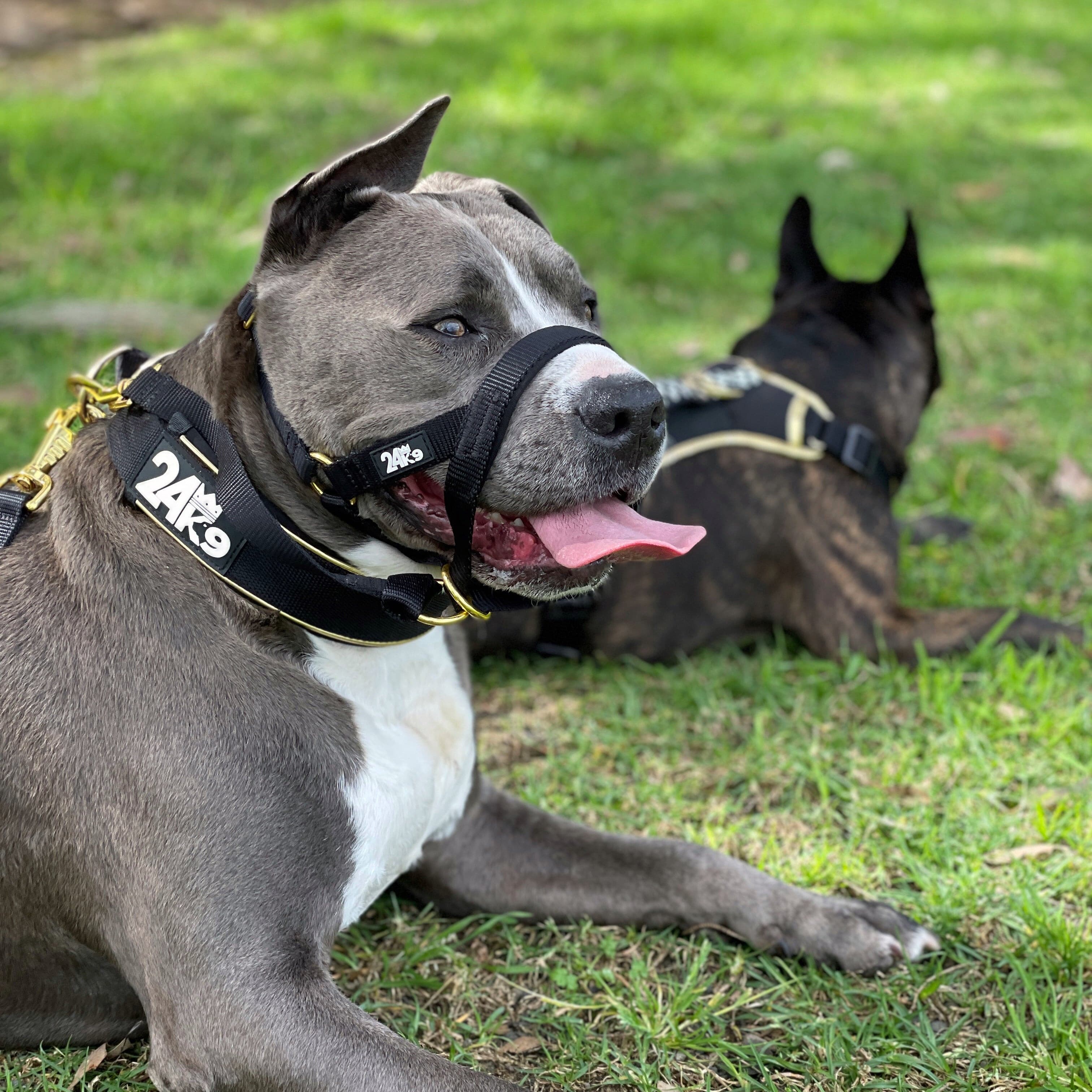 staffy, American staffy, big dogs, head collar, head halter, no pull, dog training tool to stop your dog from pulling